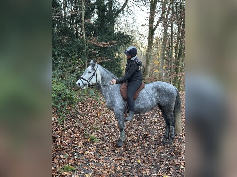 Suche Reitbeteildigung (RsP)