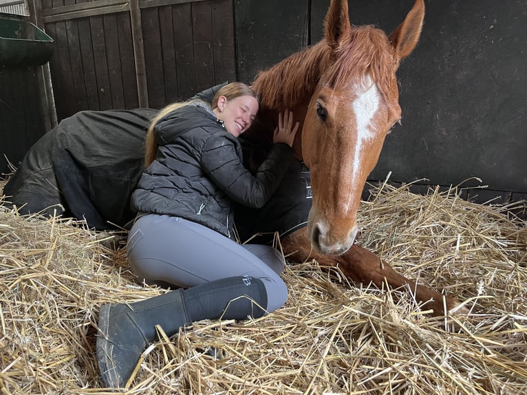 Suche Reitbeteildigung (RsP)