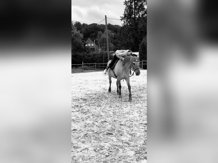 Suche reitbeteildigung