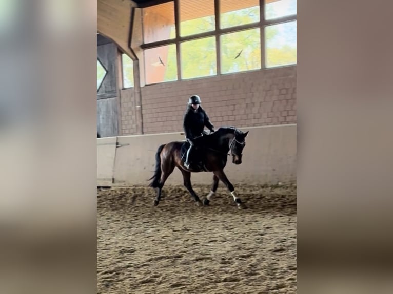 Suche reitbeteildigung 