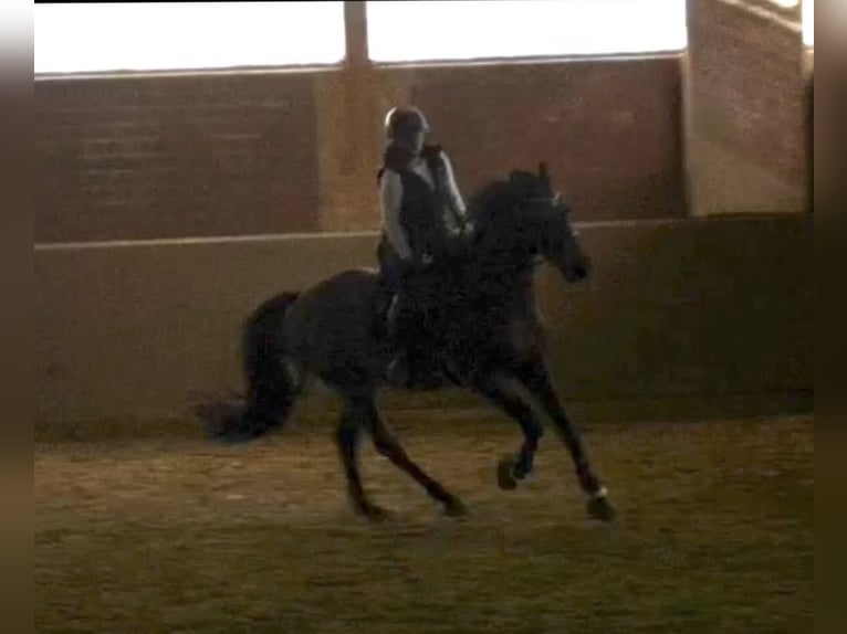 Suche reitbeteildigung 