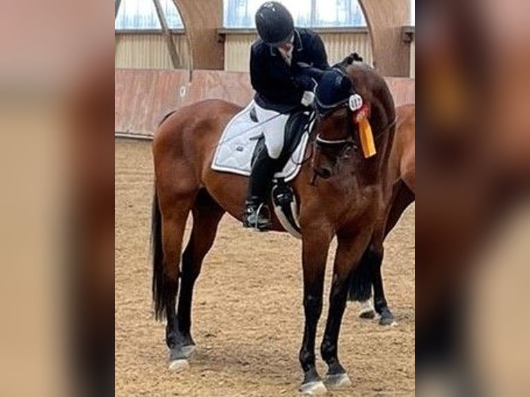 Suche Reitbeteilgung Dressurpferd / zur Verfügung Stall gebunden  