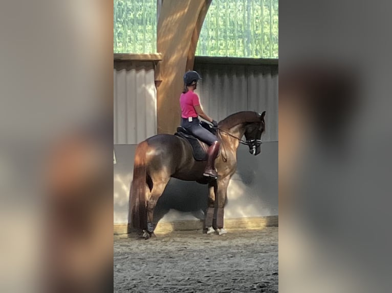 Suche Reitbeteilgung Dressurpferd / zur Verfügung