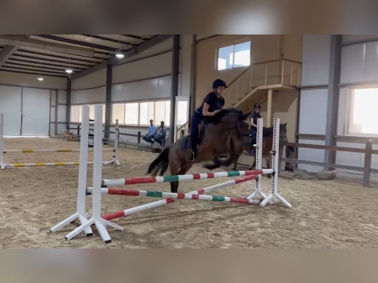 Suche popular Reitbeteiligung/ RsP