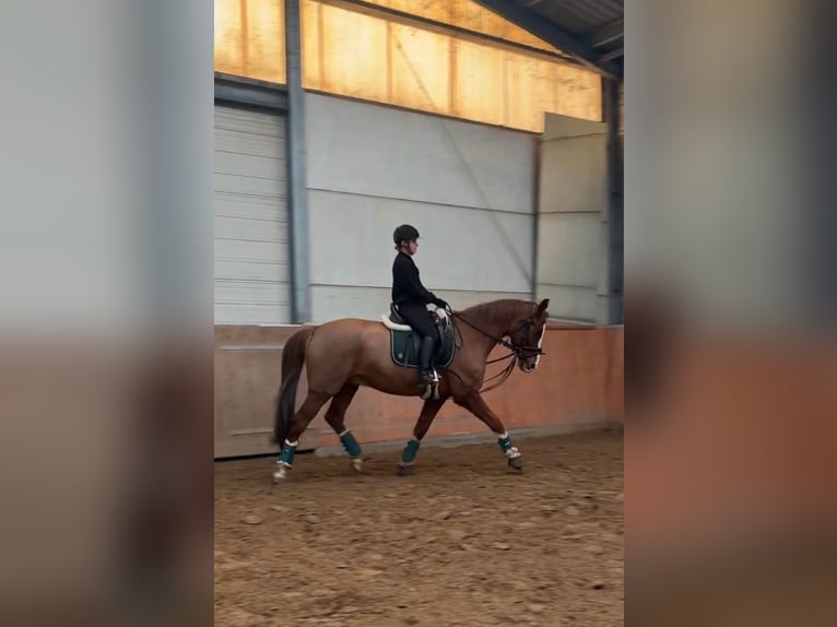 Suche Reitbeteiligung als Reiterin