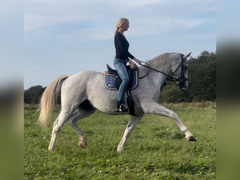 Suche Reitbeteiligung an Dressurpferd