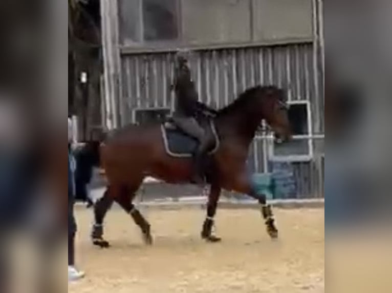 Suche Reitbeteiligung an Dressurpferd