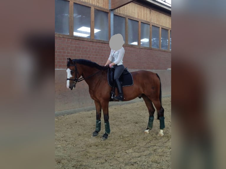 Suche Reitbeteiligung an Dressurpferd