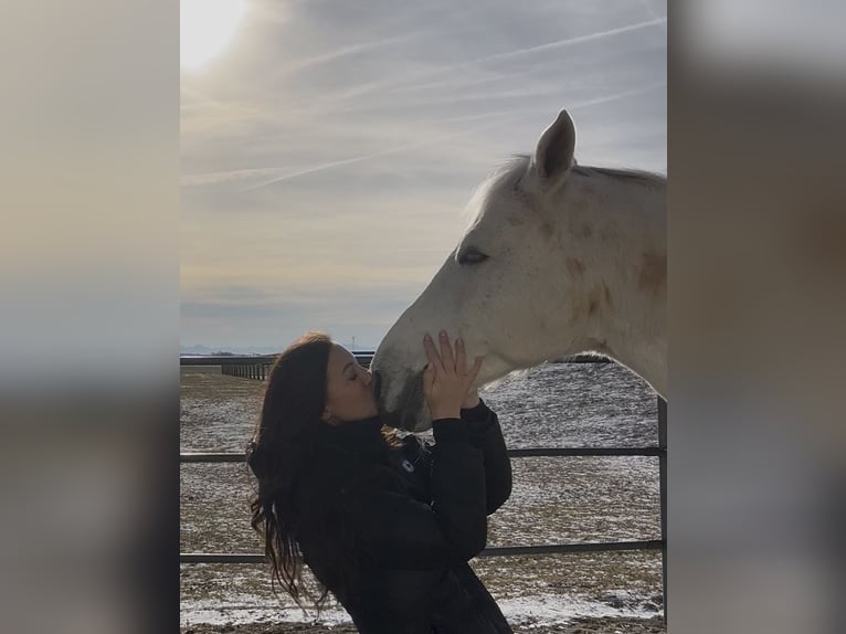 Suche Reitbeteiligung an Dressurpferd