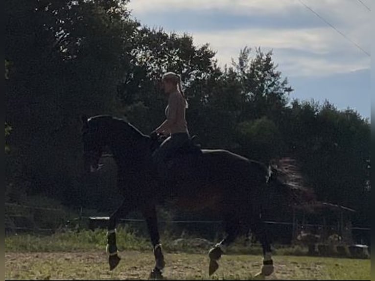 Suche Reitbeteiligung an Dressurpferd