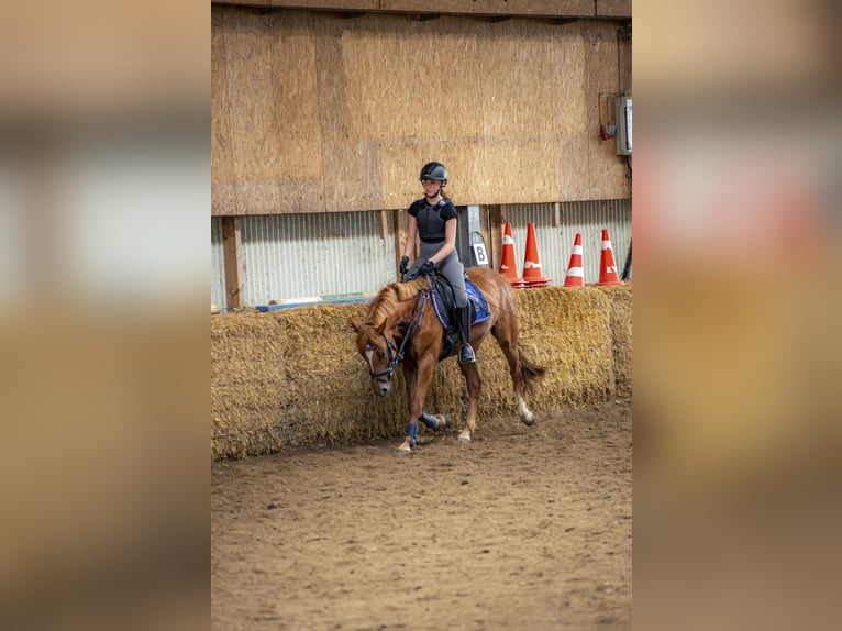 Suche Reitbeteiligung auf Dressurpferd!