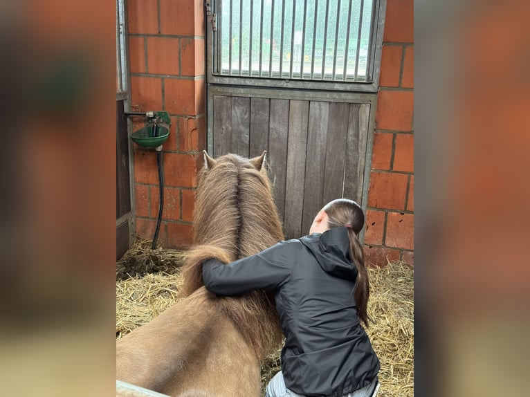 Suche Reitbeteiligung auf Dressurpferd!