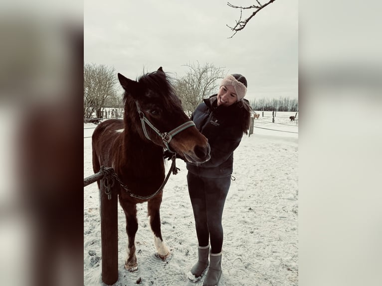 Suche Reitbeteiligung auf Dressurpferd!