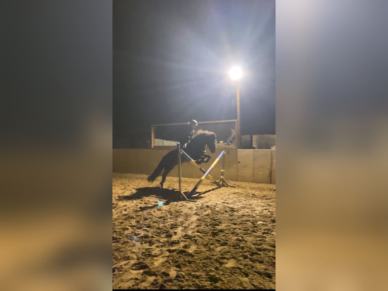 Suche Reitbeteiligung auf Dressurpferd!