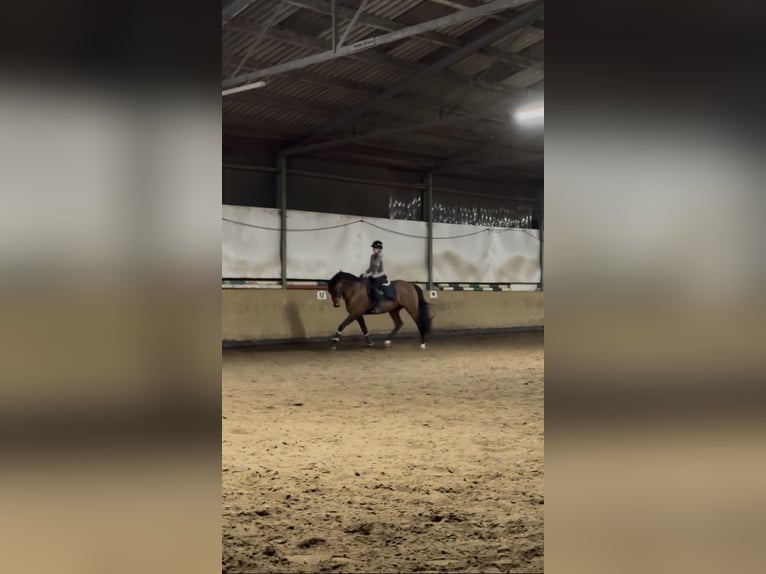 Suche Reitbeteiligung auf Dressurpferd!