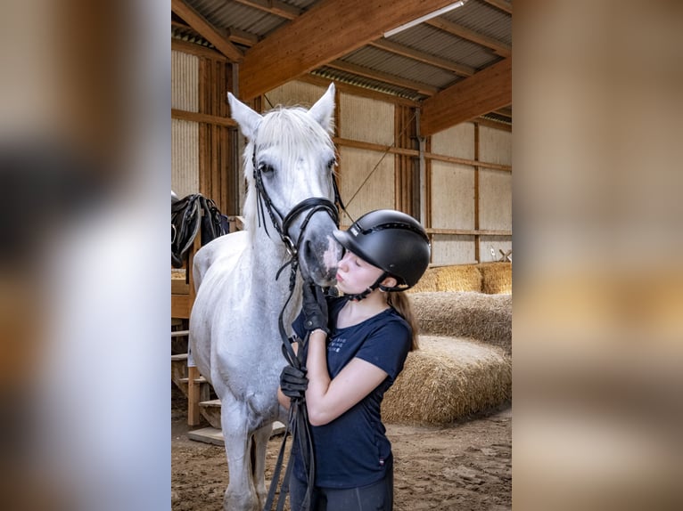 Suche Reitbeteiligung auf Dressurpferd!