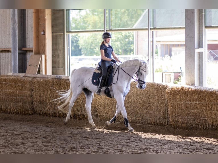 Suche Reitbeteiligung auf Dressurpferd!
