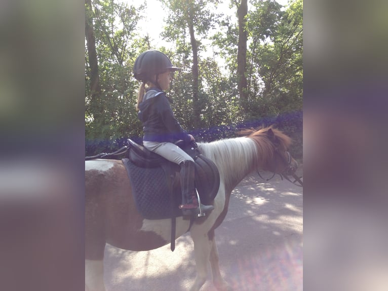 Suche Reitbeteiligung auf Dressurpferd!