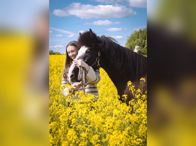 Suche Reitbeteiligung auf Dressurpferd!