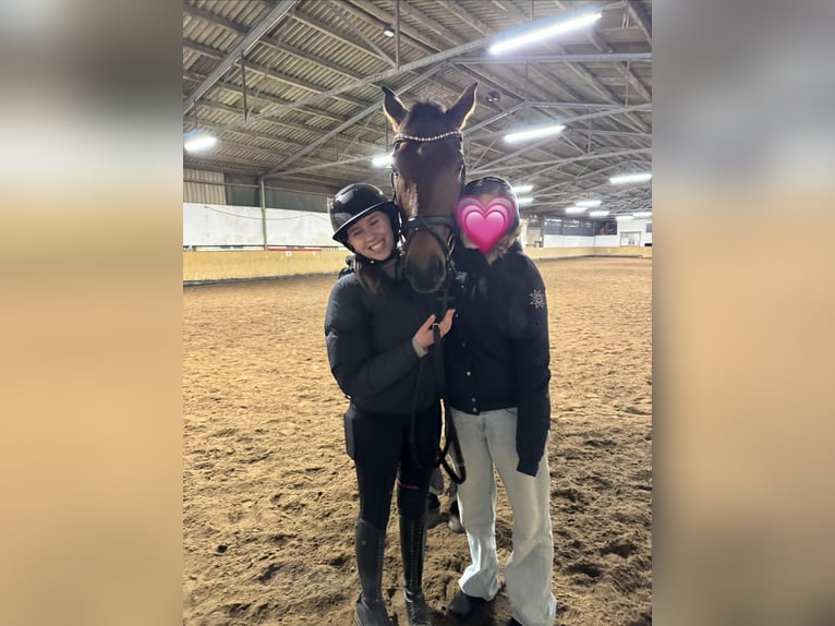 Suche Reitbeteiligung auf Dressurpferd!