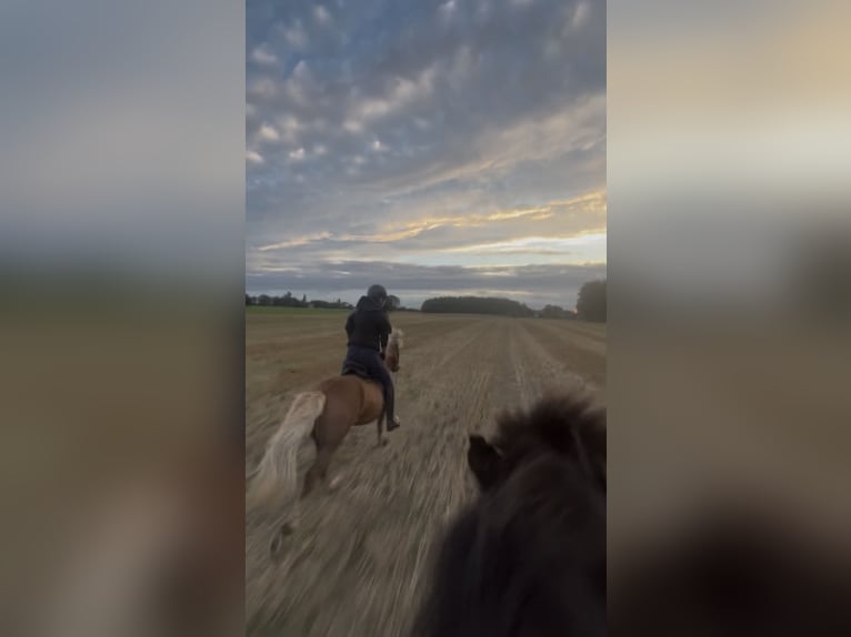 Suche Reitbeteiligung auf Dressurpferd!