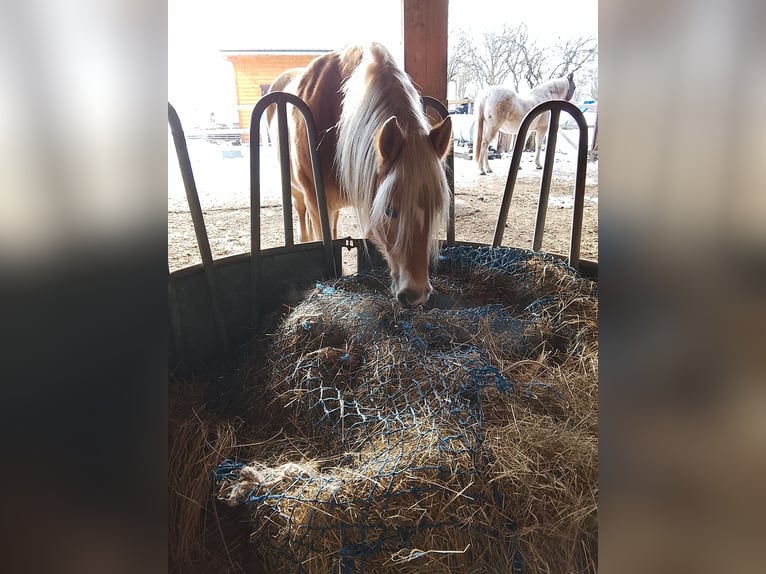 Suche Reitbeteiligung für Anfängerin