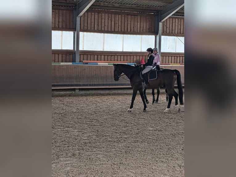 Suche Reitbeteiligung für Anfängerin 