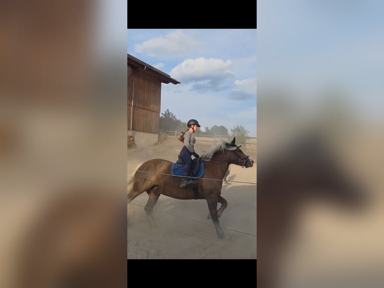 Suche Reitbeteiligung für mich