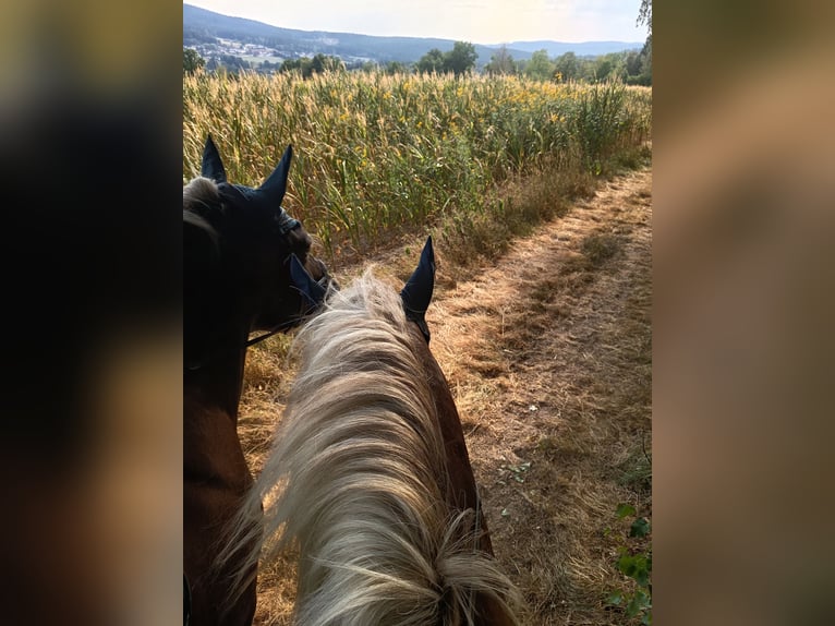 Suche Reitbeteiligung für mich