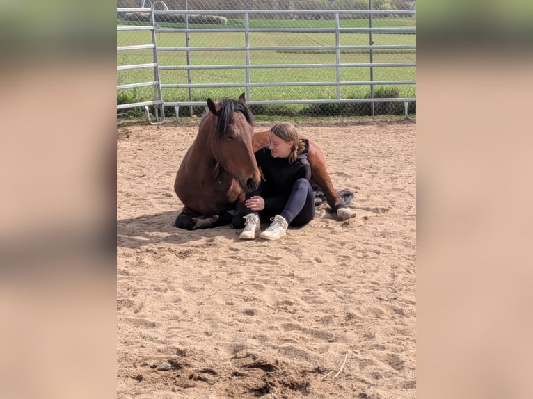 Suche Reitbeteiligung für mich
