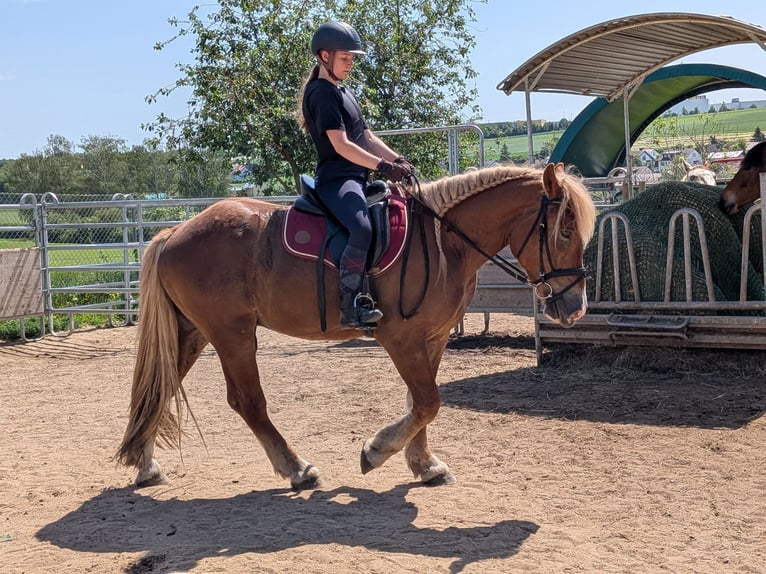 Suche Reitbeteiligung für mich