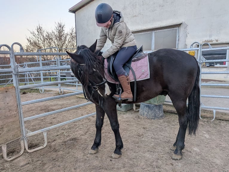 Suche Reitbeteiligung für mich