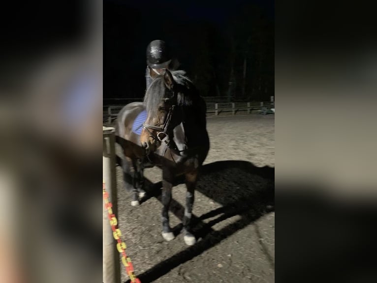 Suche Reitbeteiligung (ggf. Pferd zur Verfügung)