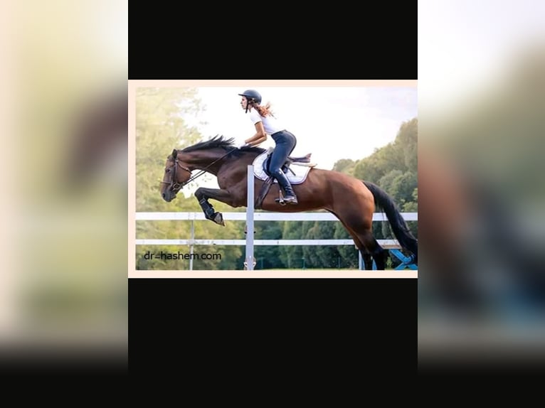 Suche Reitbeteiligung / Helfer gegen Reitzeit in Göppingen (73035)