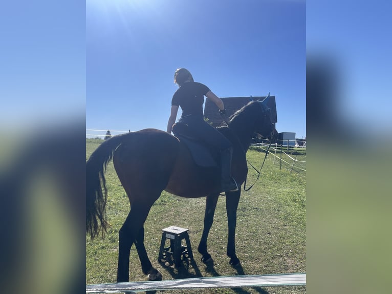 Suche Reitbeteiligung im Kreis 72488