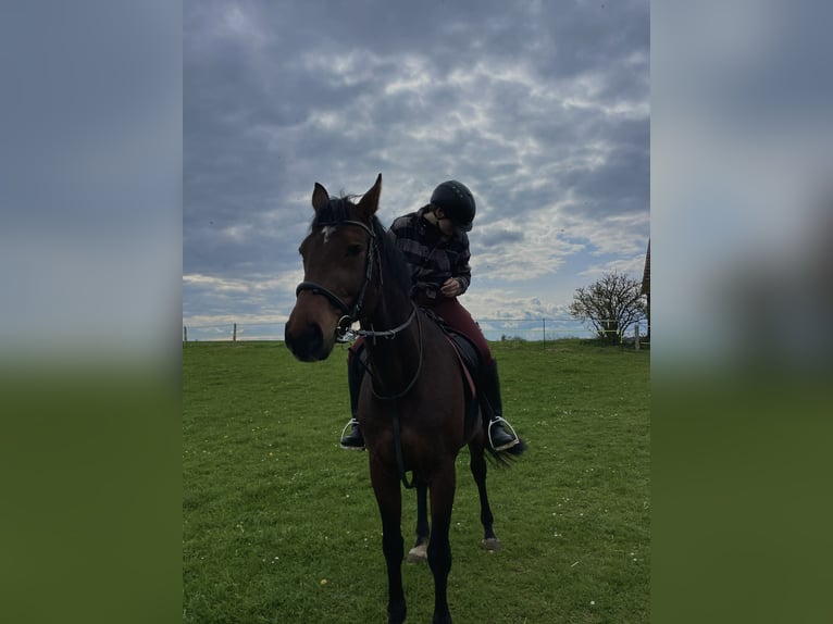 Suche Reitbeteiligung im Kreis 72488