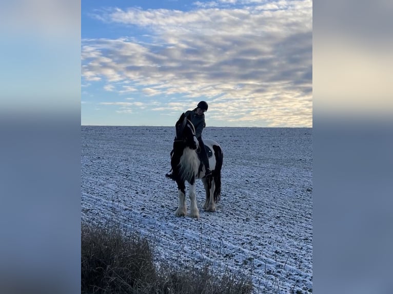 Suche Reitbeteiligung im Raum Fritzlar