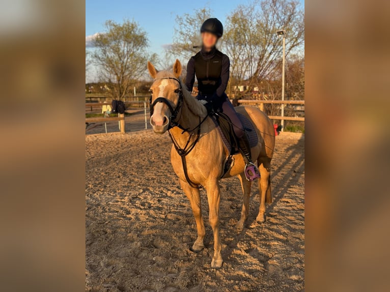 Suche Reitbeteiligung im Umfeld Potsdam/Berlin