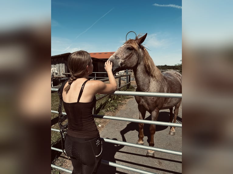 Suche Reitbeteiligung im Umfeld Potsdam/Berlin