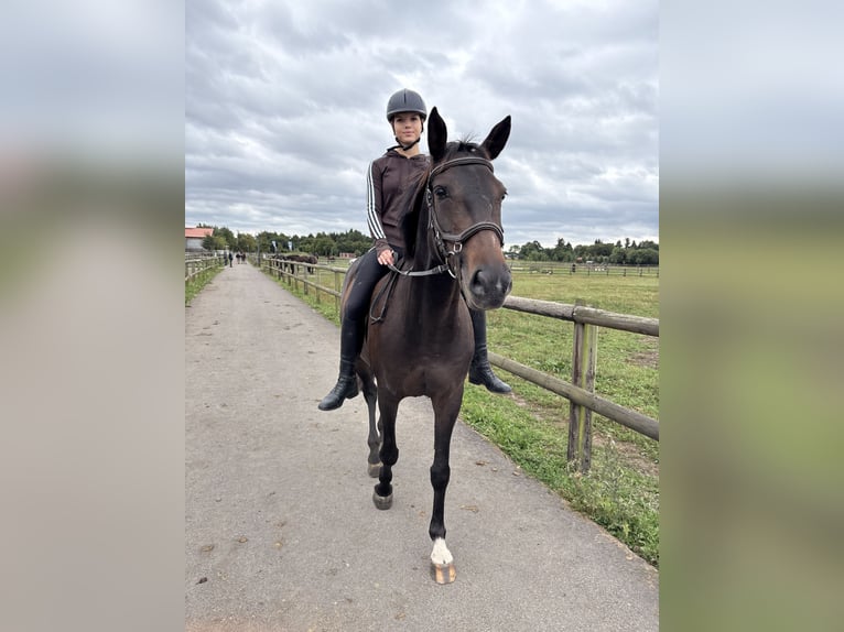 Suche Reitbeteiligung im Umfeld Potsdam/Berlin