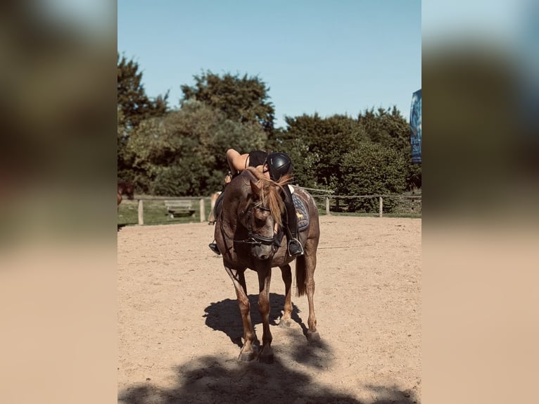Suche Reitbeteiligung im Umfeld Potsdam/Berlin