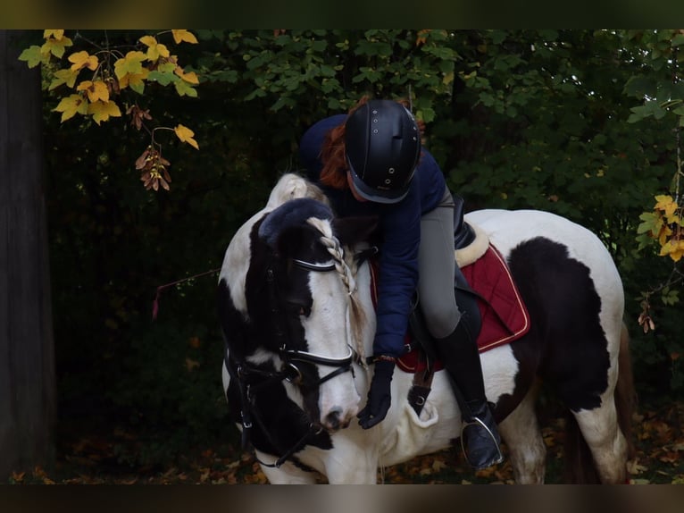 Suche Reitbeteiligung im Umkreis München