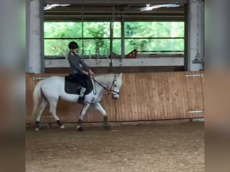 Suche Reitbeteiligung in ratingen und Umgebung