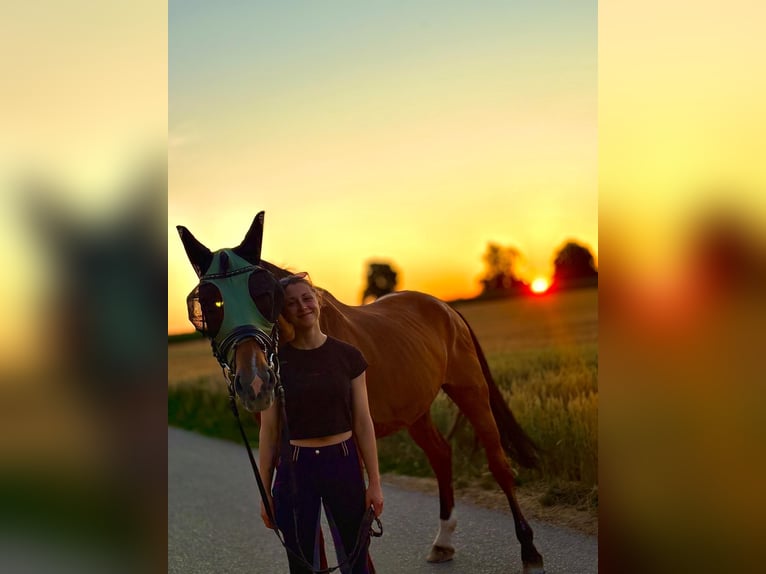 Suche Reitbeteiligung in Stuttgart und Umgebung Suche Reitbeteiligung in Stuttgart und Umgebung
