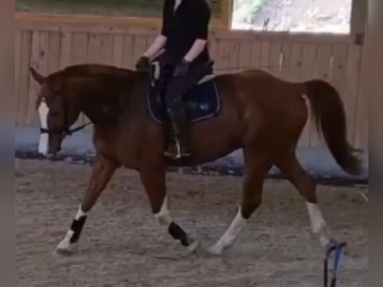 Suche Reitbeteiligung in Tübingen ind Umgebung