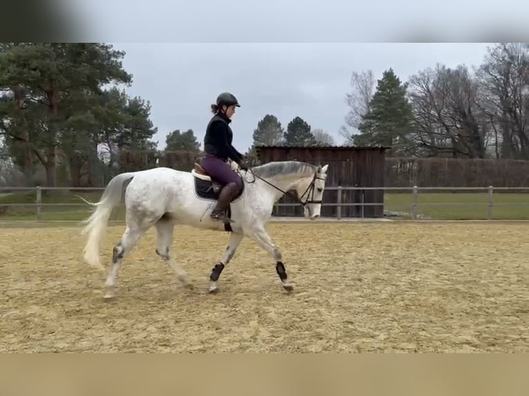 Suche Reitbeteiligung in Tübingen ind Umgebung