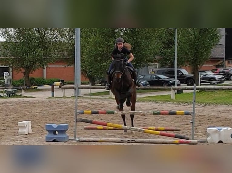 Suche Reitbeteiligung in Tübingen ind Umgebung