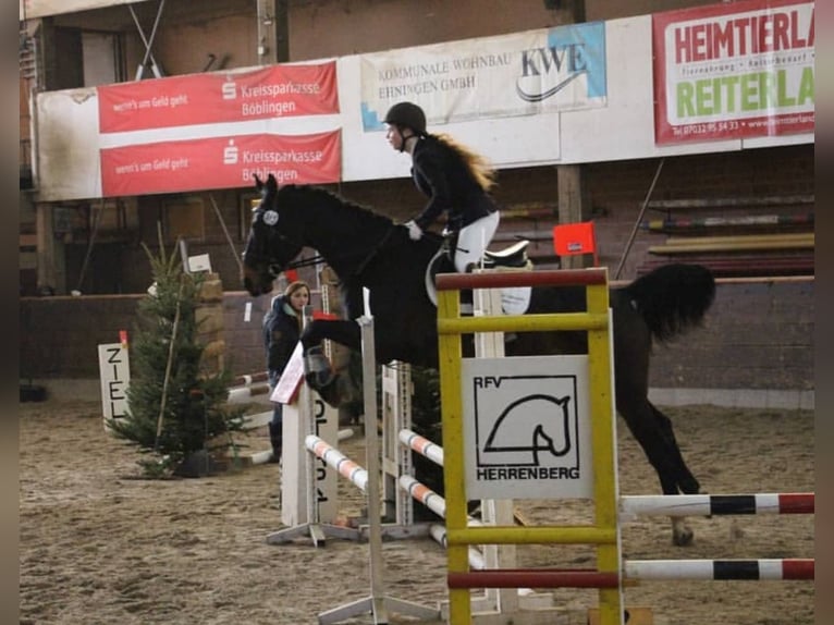 Suche Reitbeteiligung in Tübingen ind Umgebung