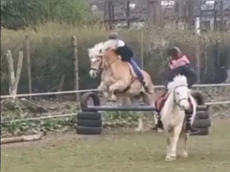 Suche Reitbeteiligung Marl/Dorsten