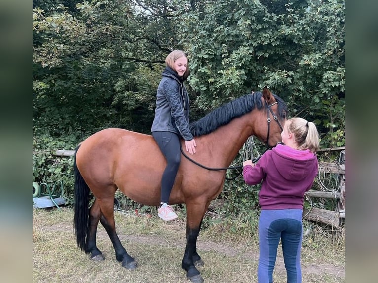 Suche Reitbeteiligung Marl/Dorsten